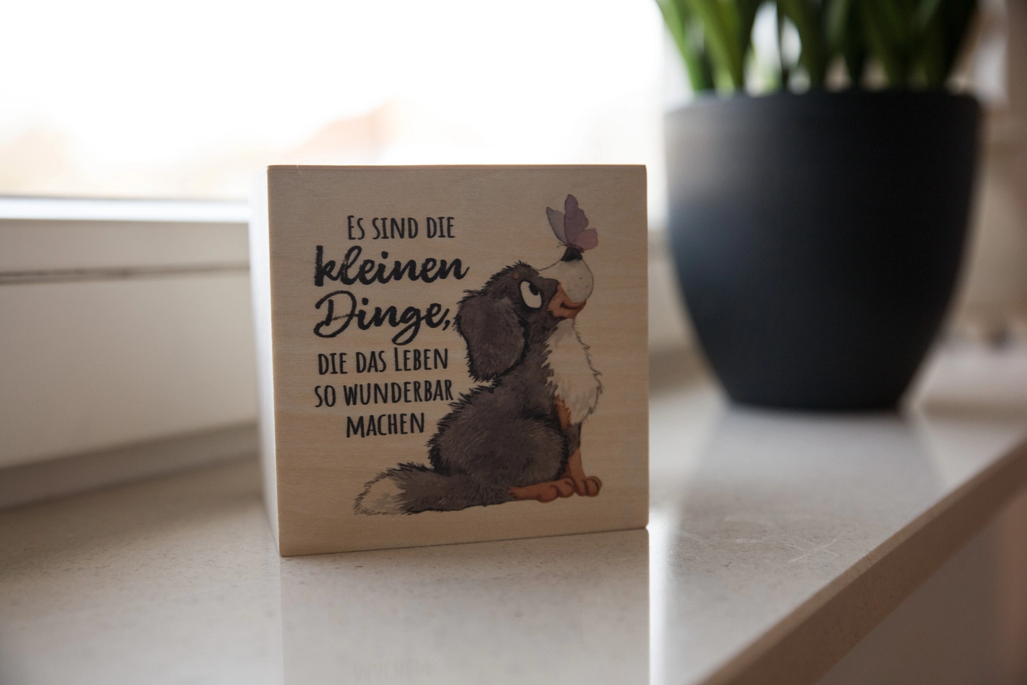 Hundesalon Knutschnase — Fellpflege — Trockenschur