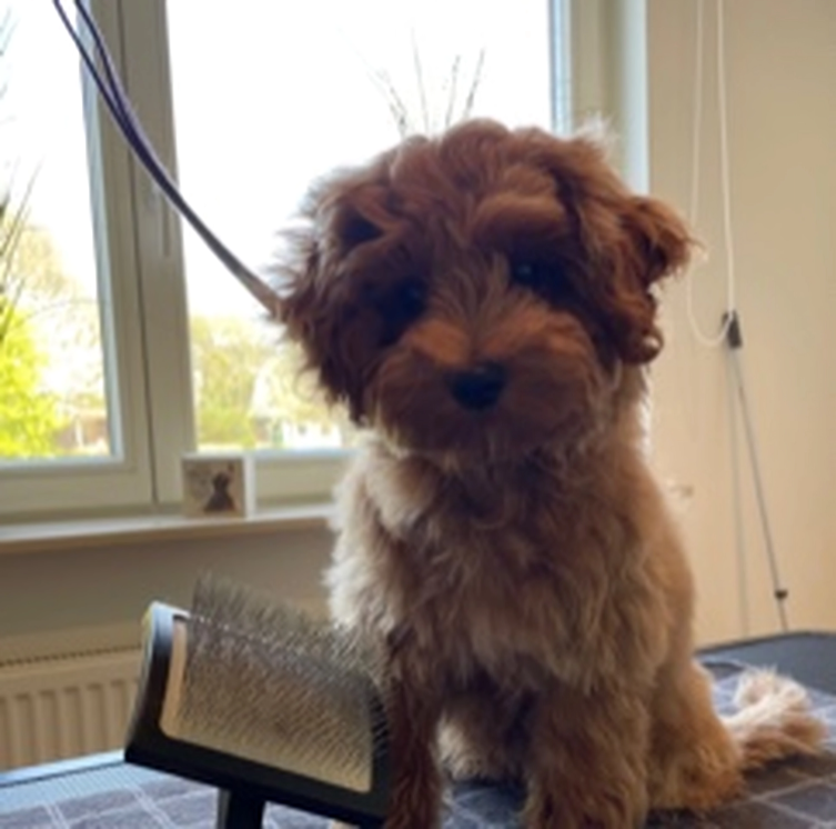 Hundesalon Knutschnase — Fellpflege — Welpeneingewöhnung