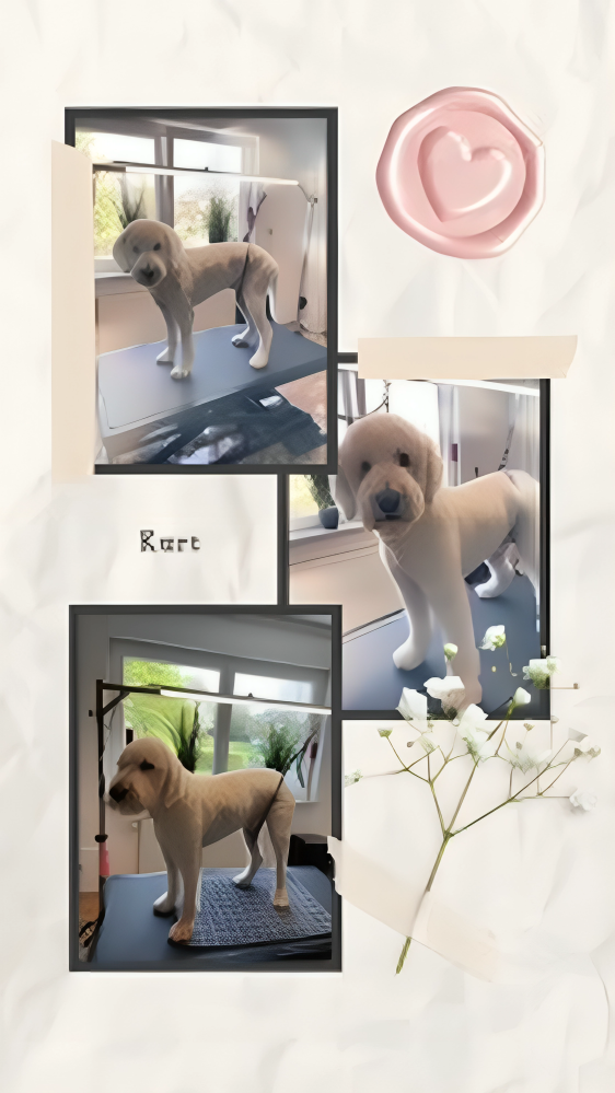 Hundesalon Knutschnase — Fellpflege — Welpeneingewöhnung