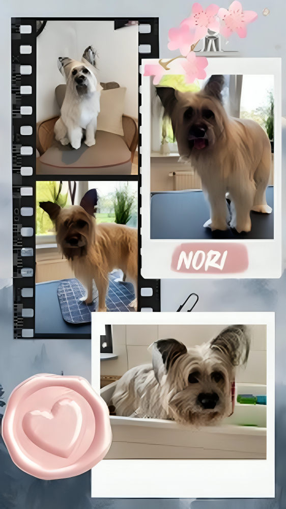 Hundesalon Knutschnase — Fellpflege — Filzschur
