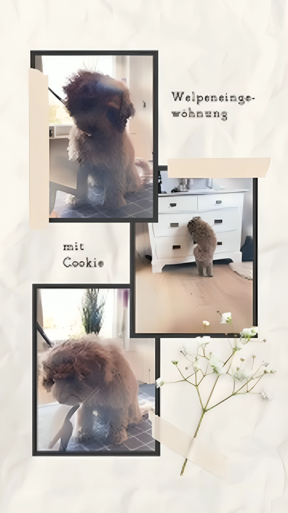 Hundesalon Knutschnase — Fellpflege — Trockenschur
