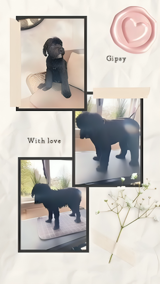Hundesalon Knutschnase — Fellpflege — Pflegeprogramm