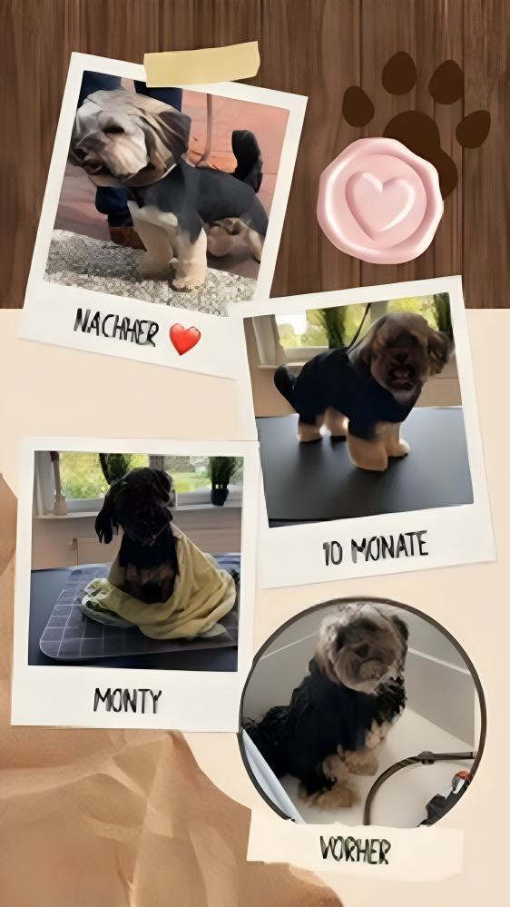 Hundesalon Knutschnase — Fellpflege — Filzschur