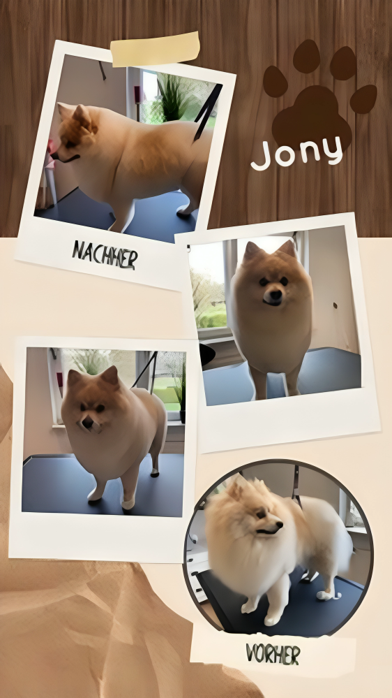 Hundesalon Knutschnase — Fellpflege — Welpeneingewöhnung