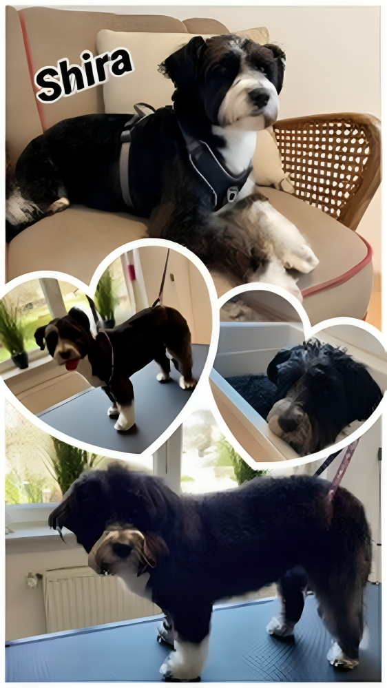 Hundesalon Knutschnase — Fellpflege — Trockenschur