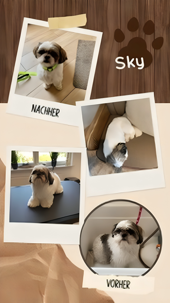Hundesalon Knutschnase — Fellpflege — Trockenschur