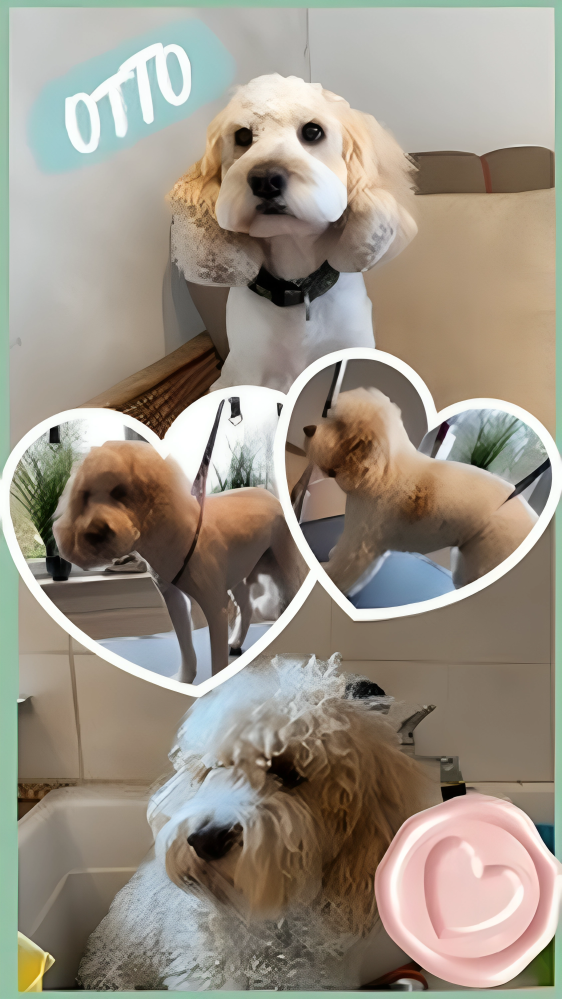 Hundesalon Knutschnase — Fellpflege — Welpeneingewöhnung