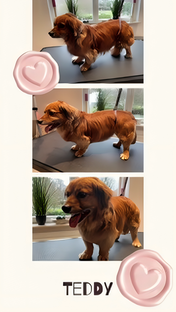 Hundesalon Knutschnase — Fellpflege — Filzschur