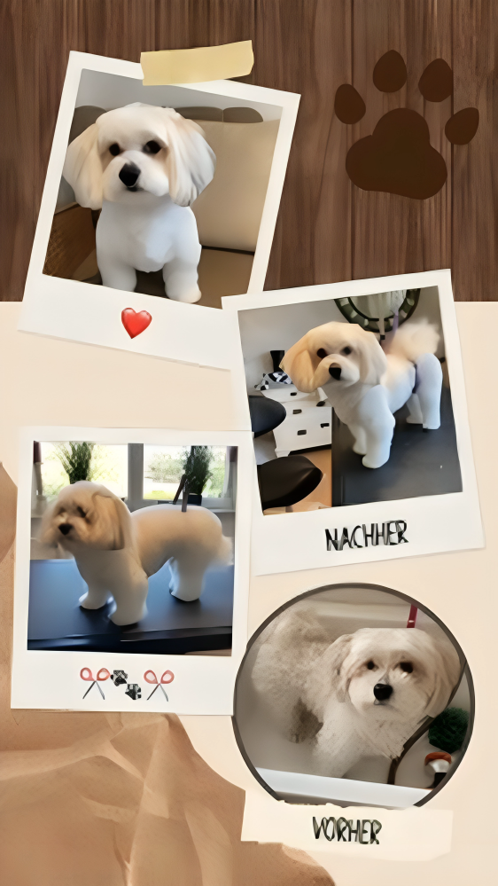 Hundesalon Knutschnase — Fellpflege — Filzschur