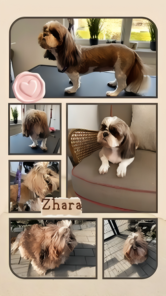 Hundesalon Knutschnase — Fellpflege — Trockenschur