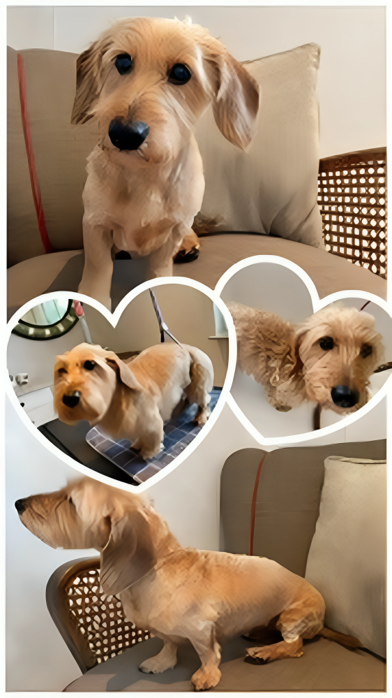 Hundesalon Knutschnase — Fellpflege — Welpeneingewöhnung