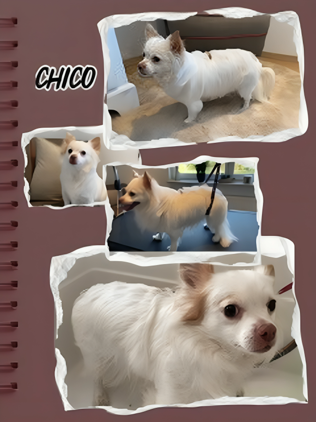 Hundesalon Knutschnase — Fellpflege — Trockenschur
