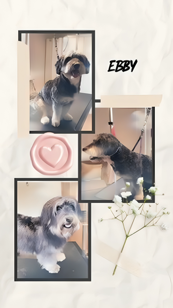 Hundesalon Knutschnase — Fellpflege — Welpeneingewöhnung