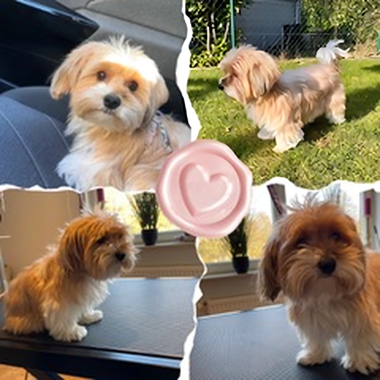 Hundesalon Knutschnase — Fellpflege — Welpeneingewöhnung