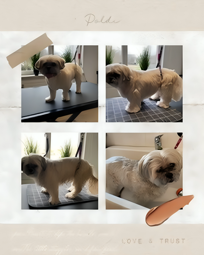 Hundesalon Knutschnase — Fellpflege — Filzschur