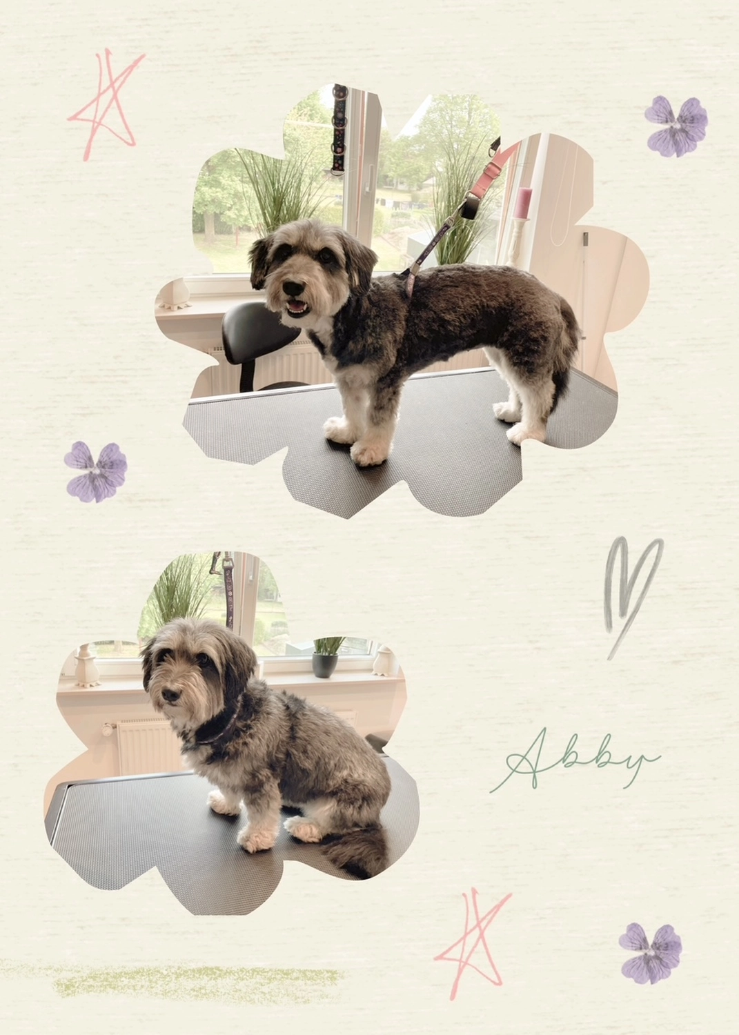 Hundesalon Knutschnase — Fellpflege — Welpeneingewöhnung