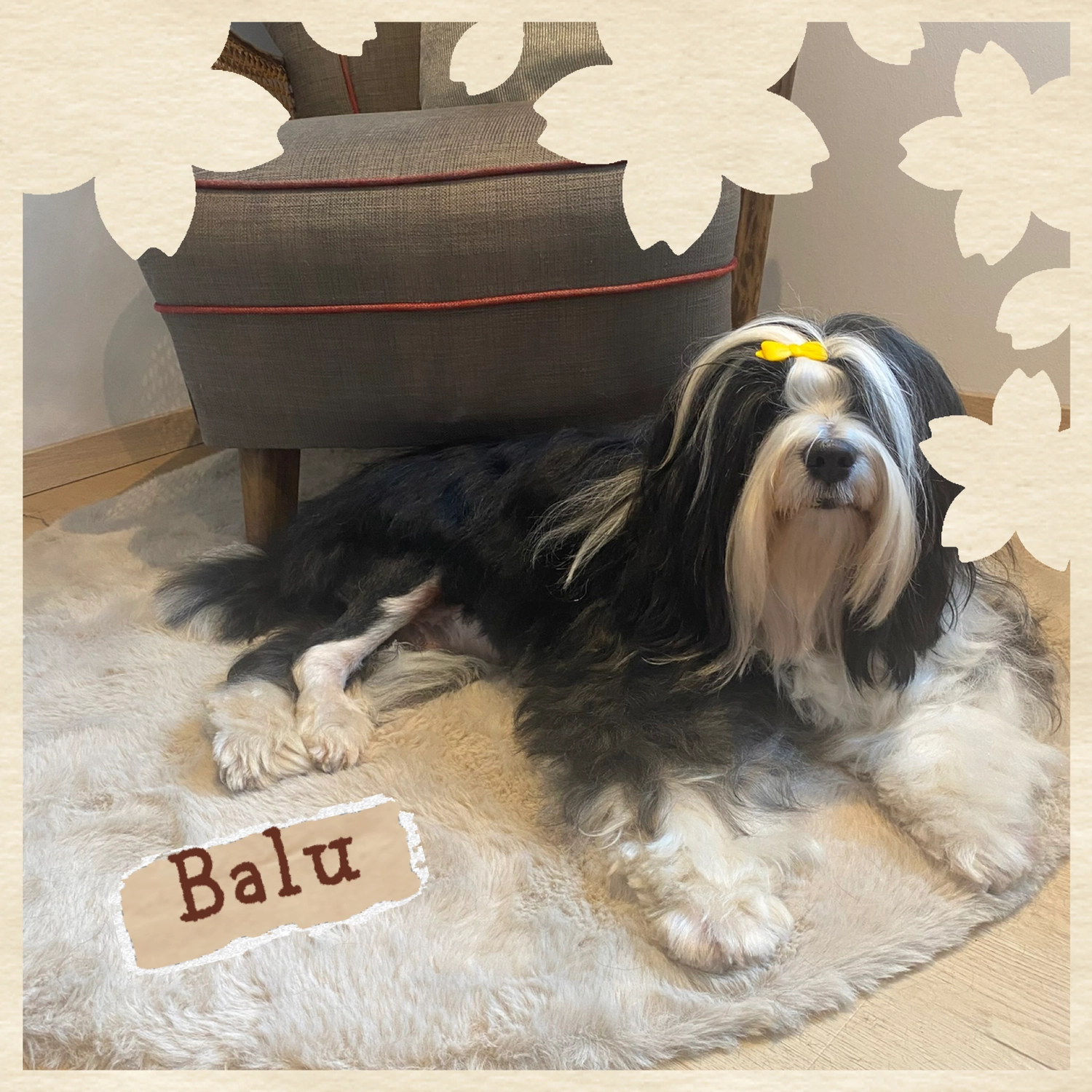 Hundesalon Knutschnase — Fellpflege — Pflegeprogramm