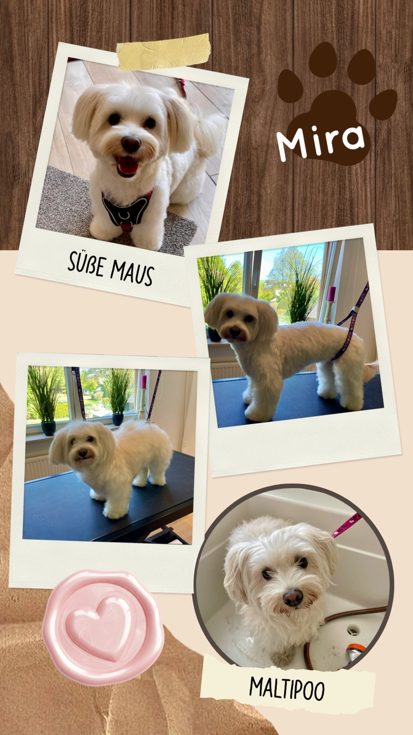 Hundesalon Knutschnase — Fellpflege — Filzschur