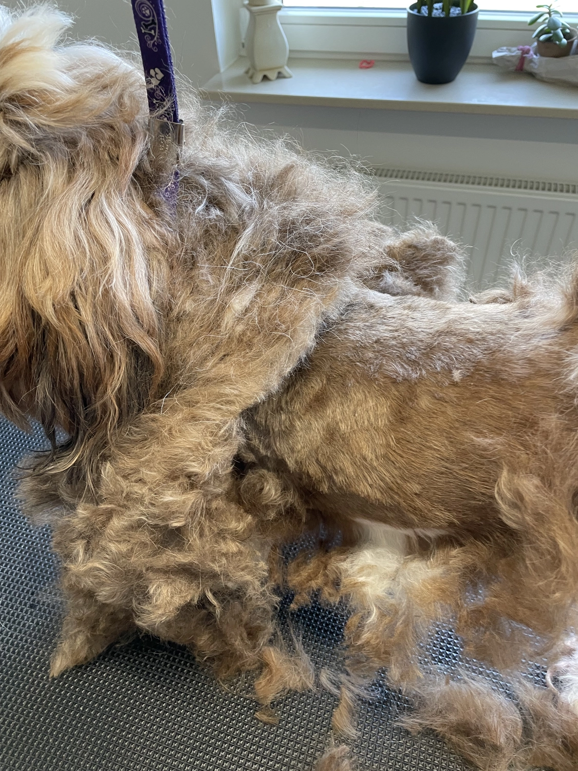 Hundesalon Knutschnase — Fellpflege — Filzschur